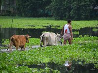 A man is walking with his cattle through a flooded road after heavy rainfall in Nagaon District of Assam, India, on July 7, 2024. (