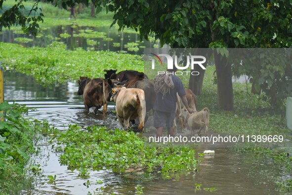 A man is walking with his cattle through a flooded road after heavy rainfall in Nagaon District of Assam, India, on July 7, 2024. 