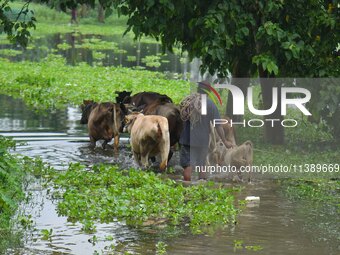 A man is walking with his cattle through a flooded road after heavy rainfall in Nagaon District of Assam, India, on July 7, 2024. (