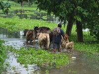 A man is walking with his cattle through a flooded road after heavy rainfall in Nagaon District of Assam, India, on July 7, 2024. (