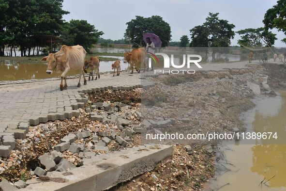 A villager is passing with his cattle near a road damaged by flood in Nagaon District of Assam, India, on July 7, 2024. 