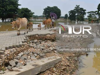 A villager is passing with his cattle near a road damaged by flood in Nagaon District of Assam, India, on July 7, 2024. (