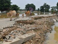 A villager is passing with his cattle near a road damaged by flood in Nagaon District of Assam, India, on July 7, 2024. (