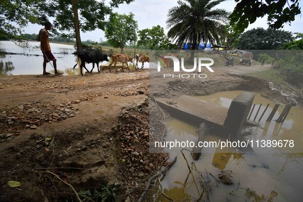 A villager is passing with his cattle near a road damaged by flood in Nagaon District of Assam, India, on July 7, 2024. 