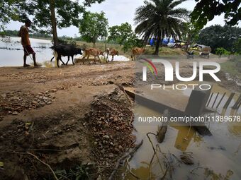 A villager is passing with his cattle near a road damaged by flood in Nagaon District of Assam, India, on July 7, 2024. (