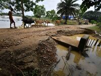 A villager is passing with his cattle near a road damaged by flood in Nagaon District of Assam, India, on July 7, 2024. (