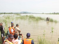 Forest officials are trying to chase away a wild elephant who is coming down in search of food at Barhardia near Hajo in Kamrup district of...