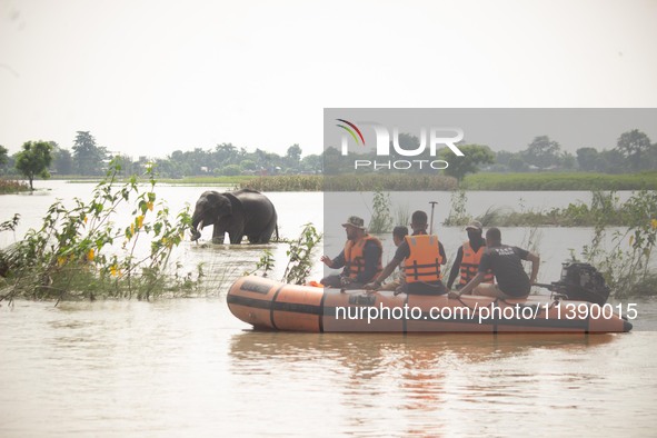 Forest officials are trying to chase away a wild elephant who is coming down in search of food at Barhardia near Hajo in Kamrup district of...