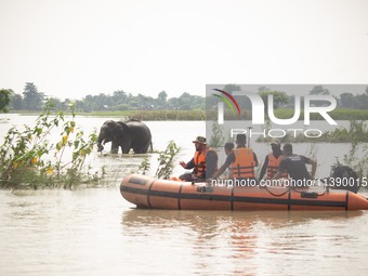 Forest officials are trying to chase away a wild elephant who is coming down in search of food at Barhardia near Hajo in Kamrup district of...