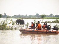 Forest officials are trying to chase away a wild elephant who is coming down in search of food at Barhardia near Hajo in Kamrup district of...