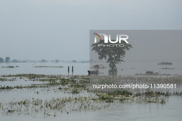 A family is taking shelter under a tree by boat as a house is seen submerged by flood water in Kurigram, Bangladesh, on July 7, 2024. 