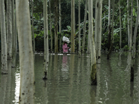 A man is carrying essential goods while walking past flooded water in Kurigram, Bangladesh, on July 7, 2024. (