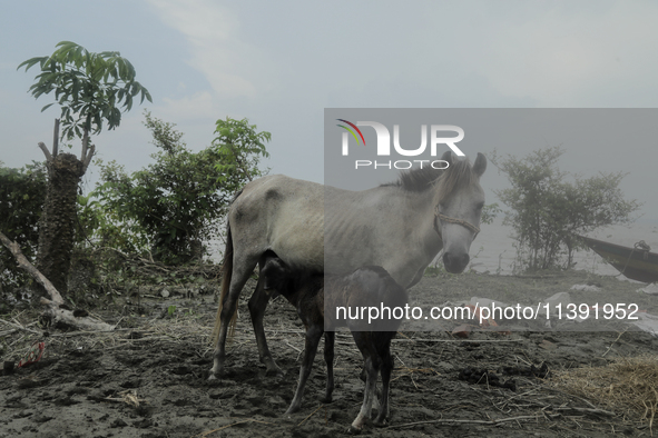 An abandoned horse is breastfeeding her baby horse at the edge of a char amidst a flood in Kurigram, Bangladesh, on July 8, 2024. 