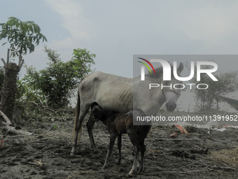 An abandoned horse is breastfeeding her baby horse at the edge of a char amidst a flood in Kurigram, Bangladesh, on July 8, 2024. (