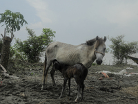 An abandoned horse is breastfeeding her baby horse at the edge of a char amidst a flood in Kurigram, Bangladesh, on July 8, 2024. (