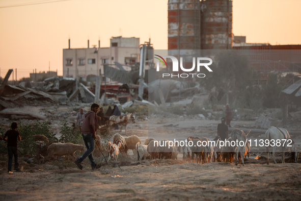 Shepherds are herding a flock of sheep along a road past buildings destroyed by Israeli bombardment in Zawayda in the central Gaza Strip on...