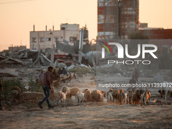 Shepherds are herding a flock of sheep along a road past buildings destroyed by Israeli bombardment in Zawayda in the central Gaza Strip on...