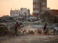 Shepherds are herding a flock of sheep along a road past buildings destroyed by Israeli bombardment in Zawayda in the central Gaza Strip on...