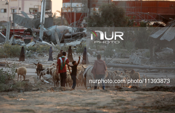 Shepherds are herding a flock of sheep along a road past buildings destroyed by Israeli bombardment in Zawayda in the central Gaza Strip on...