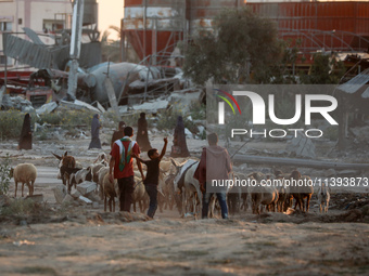 Shepherds are herding a flock of sheep along a road past buildings destroyed by Israeli bombardment in Zawayda in the central Gaza Strip on...