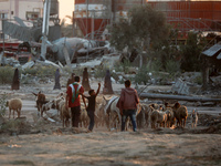 Shepherds are herding a flock of sheep along a road past buildings destroyed by Israeli bombardment in Zawayda in the central Gaza Strip on...