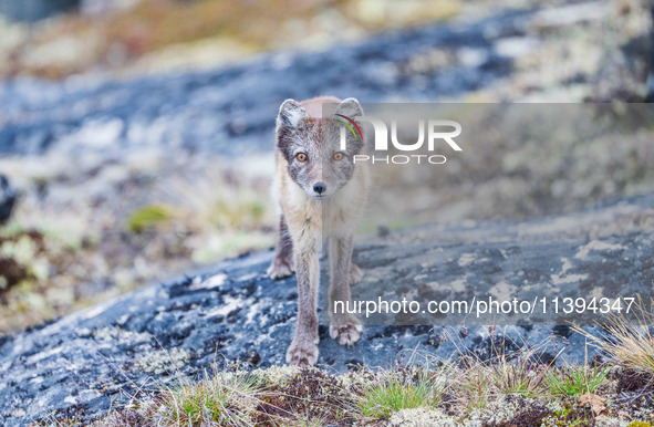 A polar fox is roaming in Ilulissat, Greenland, on June 25, 2024. 