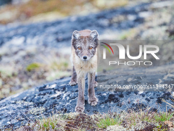 A polar fox is roaming in Ilulissat, Greenland, on June 25, 2024. (