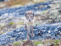 A polar fox is roaming in Ilulissat, Greenland, on June 25, 2024. (