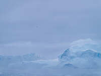 The Ilulissat Icefjord, also known as Sermeq Kujalleq, is draining approximately 7% of Greenland's ice sheet. This glacier, the largest outs...