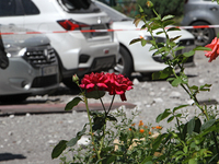 Red roses are growing outside an apartment block damaged by the Russian missile attack in Dnipro, Ukraine, on July 8, 2024. NO USE RUSSIA. N...