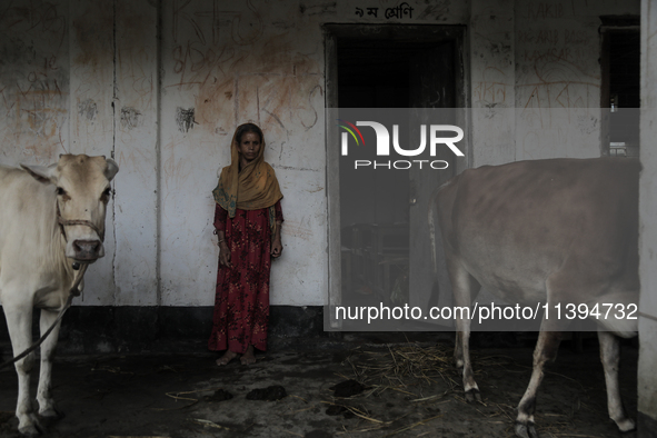 Hosne Ara is standing with her cows in a temporary flood shelter center in Jamalpur, Bangladesh, on July 9, 2024. 