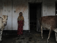 Hosne Ara is standing with her cows in a temporary flood shelter center in Jamalpur, Bangladesh, on July 9, 2024. (