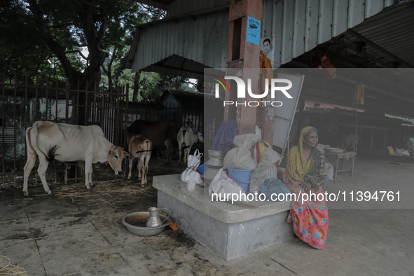 Rowshon Islam (56) is sitting with her cows and belongings at a railway station as a refugee as her house is being washed away by flood wate...