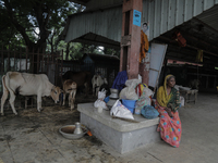 Rowshon Islam (56) is sitting with her cows and belongings at a railway station as a refugee as her house is being washed away by flood wate...