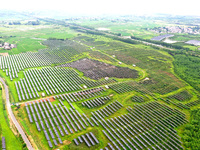 A photovoltaic power station is being shown in Ligang village, Chaohu city, East China's Anhui province, on July 9, 2024. (