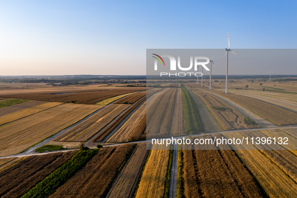 Wind turbines are seen on a wind farm on a field between agricultural produce against a sunset in a countryside in a village near Radom, Pol...