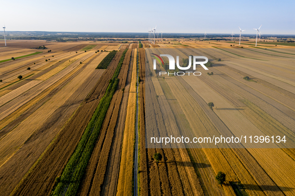 Wind turbines are seen on a wind farm on a field between agricultural produce against a sunset in a countryside in a village near Radom, Pol...