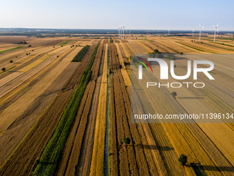 Wind turbines are seen on a wind farm on a field between agricultural produce against a sunset in a countryside in a village near Radom, Pol...