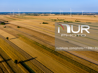 Wind turbines are seen on a wind farm on a field between agricultural produce against a sunset in a countryside in a village near Radom, Pol...