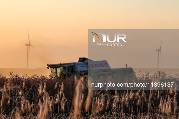 A combain is seen against wind turbines on a wind farm on a field between agricultural produce as sun is setting in a countryside in a villa...