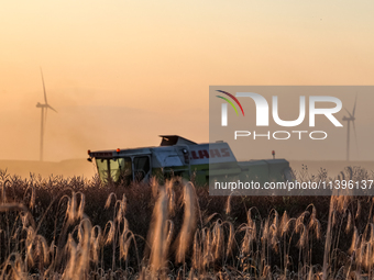 A combain is seen against wind turbines on a wind farm on a field between agricultural produce as sun is setting in a countryside in a villa...