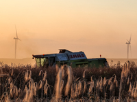 A combain is seen against wind turbines on a wind farm on a field between agricultural produce as sun is setting in a countryside in a villa...