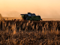 A combain is seen on a field between agricultural produce against a sunset in a countryside in a village near Radom, Poland on July 9, 2024...