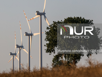 Wind turbines are seen on a wind farm on a field between agricultural produce in a countryside in a village near Radom, Poland on July 9, 20...