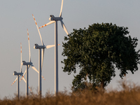 Wind turbines are seen on a wind farm on a field between agricultural produce in a countryside in a village near Radom, Poland on July 9, 20...