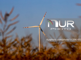 Wind turbine is seen on a wind farm on a field between agricultural produce in a countryside in a village near Radom, Poland on July 9, 2024...