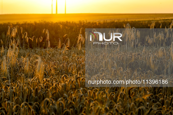 An agricultural field is seen against a sunset in a countryside in a village near Radom, Poland on July 9, 2024 as Global Energy Independenc...