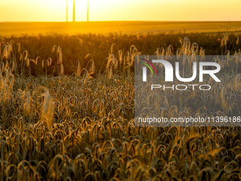 An agricultural field is seen against a sunset in a countryside in a village near Radom, Poland on July 9, 2024 as Global Energy Independenc...