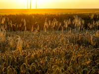 An agricultural field is seen against a sunset in a countryside in a village near Radom, Poland on July 9, 2024 as Global Energy Independenc...