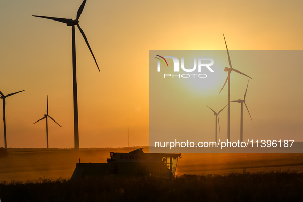 A combain is seen against wind turbines on a wind farm on a field between agricultural produce as sun is setting in a countryside in a villa...